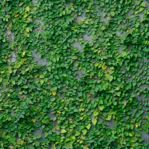 Creeping Fig Live Plant (Ficus pumila) – 2-Pack – 5-9 Inches Tall – Fast Growing Climbing Vine – Indoor/Outdoor - Image 2