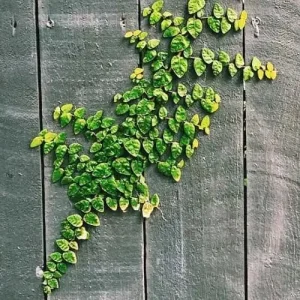 Creeping Fig Live Plant (Ficus pumila) – 2-Pack – 5-9 Inches Tall – Fast Growing Climbing Vine – Indoor/Outdoor - Image 3