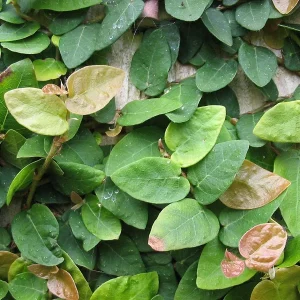 Creeping Fig Live Plant (Ficus pumila) – 2-Pack – 5-9 Inches Tall – Fast Growing Climbing Vine – Indoor/Outdoor - Image 4