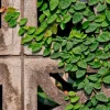 Creeping Fig Live Plant (Ficus pumila) – 2-Pack – 5-9 Inches Tall – Fast Growing Climbing Vine – Indoor/Outdoor - Image 1