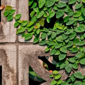 Creeping Fig Live Plant (Ficus pumila) – 2-Pack – 5-9 Inches Tall – Fast Growing Climbing Vine – Indoor/Outdoor - Image 1