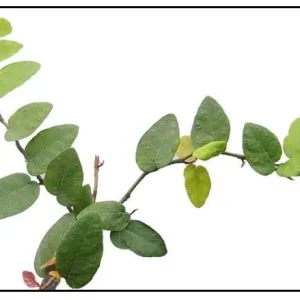 Creeping Fig Live Plant (Ficus pumila) – 2-Pack – 5-9 Inches Tall – Fast Growing Climbing Vine – Indoor/Outdoor - Image 5