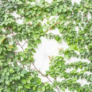 Creeping Fig Live Plant (Ficus pumila) – 2-Pack – 5-9 Inches Tall – Fast Growing Climbing Vine – Indoor/Outdoor - Image 6