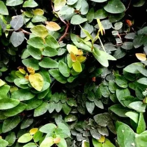 Creeping Fig Live Plant (Ficus pumila) – 2-Pack – 5-9 Inches Tall – Fast Growing Climbing Vine – Indoor/Outdoor - Image 7