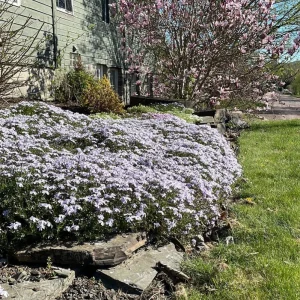 Creeping Phlox 'Blue' Live Plant - Groundcover Perennial - 2.5x3.5 Inch Pot - Image 1