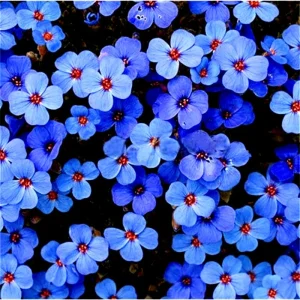 Creeping Thyme Herb Flower Seeds - Thymus Serpyllum Ground Cover Blue - Image 2
