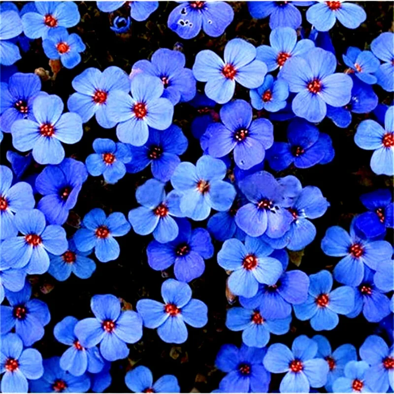 Creeping Thyme Herb Flower Seeds - Thymus Serpyllum Ground Cover Blue - Image 2