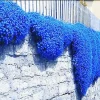 Creeping Thyme Herb Flower Seeds - Thymus Serpyllum Ground Cover Blue - Image 1