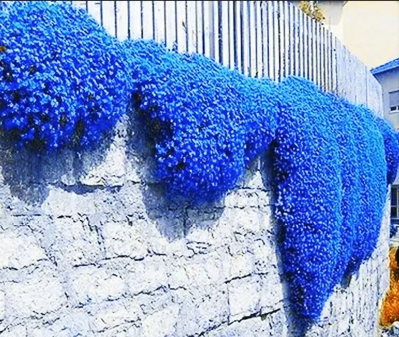 Creeping Thyme Herb Flower Seeds - Thymus Serpyllum Ground Cover Blue - Image 1