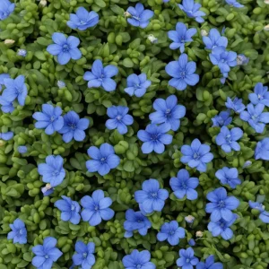 Creeping Thyme Seeds - Non-GMO, Easy-Grow Fragrant Ground Cover, Attracts Pollinators - Image 2