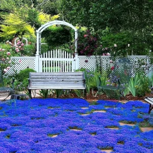 Creeping Thyme Seeds - Non-GMO, Easy-Grow Fragrant Ground Cover, Attracts Pollinators - Image 3