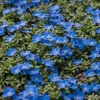 Creeping Thyme Seeds - Non-GMO, Easy-Grow Fragrant Ground Cover, Attracts Pollinators - Image 1