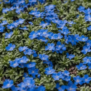 Creeping Thyme Seeds - Non-GMO, Easy-Grow Fragrant Ground Cover, Attracts Pollinators - Image 1
