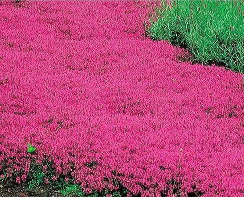 Creeping Thyme Seeds Pink & Purple Ground Cover Perennial Herb - 100 Seeds - Image 1