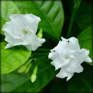 Crepe Jasmine Live Plant – Half Gallon Pot – Fragrant Indoor/Outdoor Shrub - Image 2