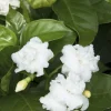 Crepe Jasmine Live Plant – Half Gallon Pot – Fragrant Indoor/Outdoor Shrub - Image 1