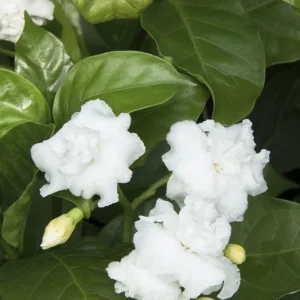 Crepe Jasmine Live Plant – Half Gallon Pot – Fragrant Indoor/Outdoor Shrub - Image 1