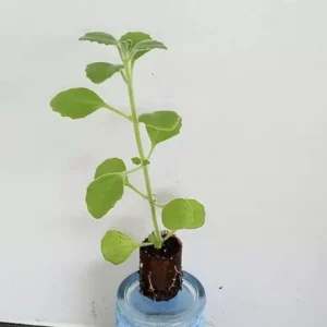 Cuban Oregano Live Plant – 4-6