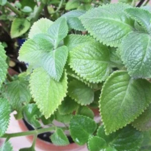 Cuban Oregano Live Plant – 4-6