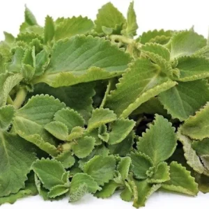 Cuban Oregano Live Plant – 4-6