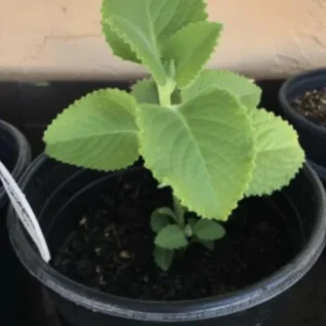 Cuban Oregano Live Plant – 4-6