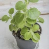 Cuban Oregano Live Plant – 4-6" Tall Starter – Spanish Thyme Herb - Image 1