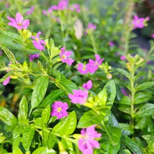 Cuphea Allyson Mexican Heather Live Plant – Pack of 2, 5-9