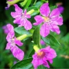 Cuphea Allyson Mexican Heather Live Plant – Pack of 2, 5-9" Tall – Non-Stop Purple Blooms - Image 1