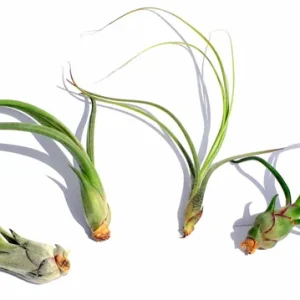 Curly Air Plant Mix 5 Live Tillandsia for Terrariums & Wedding Favors - Image 2