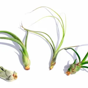 Curly Air Plant Mix 5 Live Tillandsia for Terrariums & Wedding Favors - Image 1