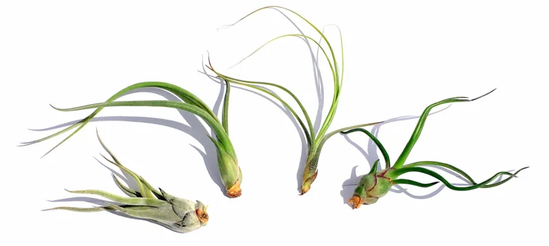 Curly Air Plant Mix – Tillandsia Variety Pack of 3 – Live Plants – 4-7 inch - Image 2