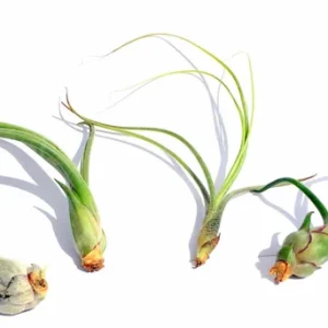 Curly Air Plant Mix – Tillandsia Variety Pack of 3 – Live Plants – 4-7 inch - Image 3