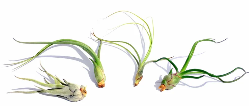 Curly Air Plant Mix – Tillandsia Variety Pack of 3 – Live Plants – 4-7 inch - Image 3