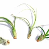 Curly Air Plant Mix – Tillandsia Variety Pack of 3 – Live Plants – 4-7 inch - Image 1