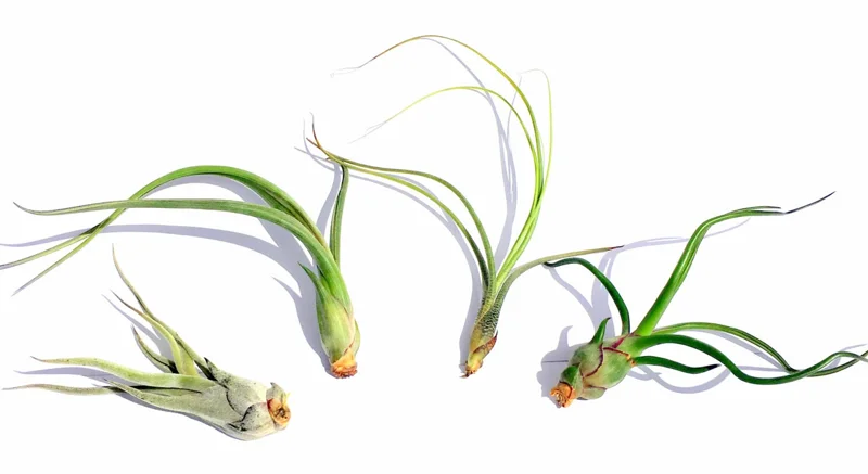 Curly Air Plant Mix – Tillandsia Variety Pack of 3 – Live Plants – 4-7 inch - Image 1