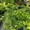 Curry Leaf Live Plant – 12-14in Tall – Half Gallon Pot – Aromatic Herb - Image 1