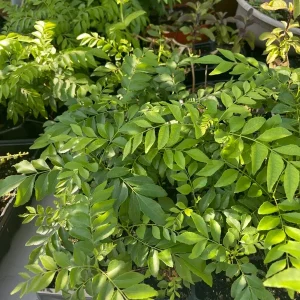 Curry Leaf Live Plant – 12-14in Tall – Half Gallon Pot – Aromatic Herb - Image 1