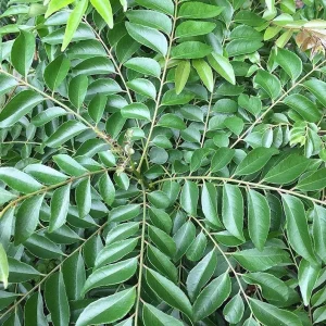 Curry Leaf Live Plant - 22-26 Inch (2 ft) Tall in 1 Gallon Pot - Indoor/Outdoor Herb - Image 2