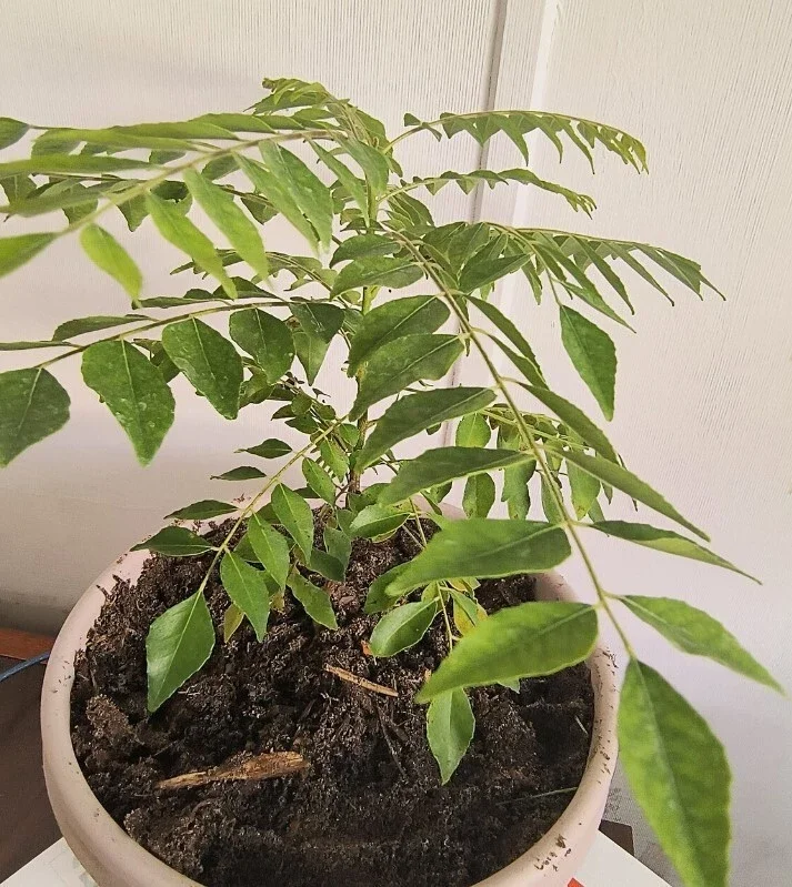 Curry Leaf Live Plant - 22-26 Inch (2 ft) Tall in 1 Gallon Pot - Indoor/Outdoor Herb - Image 4