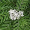 Curry Leaf Live Plant – 5-9in Tall in 4in Pot – Aromatic Herb - Image 1