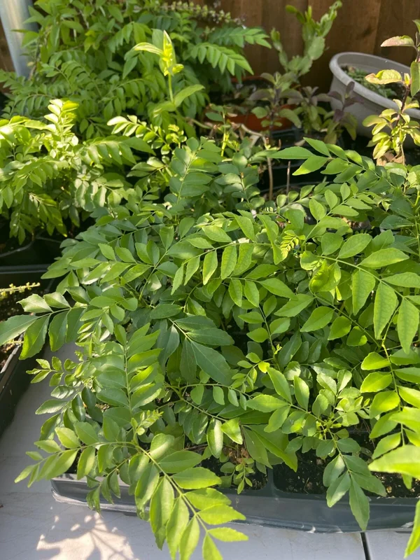 Curry Leaf Live Plant – 8-12in Tall in 4in Pot, Indoor/Outdoor Herb - Image 2