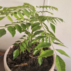 Curry Leaf Live Plant – 8-12in Tall in 4in Pot, Indoor/Outdoor Herb - Image 3