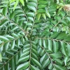 Curry Leaf Live Plant – 8-12in Tall in 4in Pot, Indoor/Outdoor Herb - Image 1