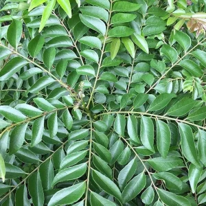 Curry Leaf Live Plant – 8-12in Tall in 4in Pot, Indoor/Outdoor Herb - Image 1
