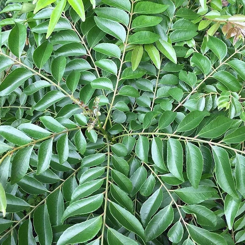 Curry Leaf Live Plant – 8-12in Tall in 4in Pot, Indoor/Outdoor Herb - Image 1