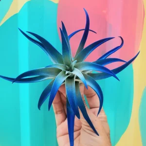 Dark Blue Indigo Air Plant Tillandsia - Live Plant - 4-6