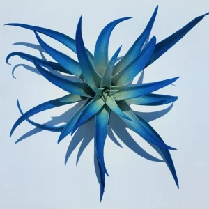 Dark Blue Indigo Air Plant Tillandsia - Live Plant - Easy Care Indoor Decor - Image 4