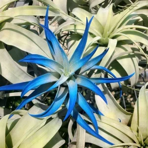 Dark Blue Indigo Air Plant Tillandsia - Live Plant - Easy Care Indoor Decor - Image 5
