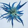 Dark Blue Indigo Air Plant Tillandsia - Live Plant - Easy Care Indoor Decor - Image 1