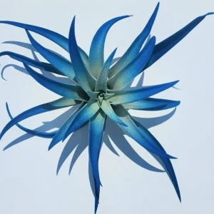 Dark Blue Indigo Air Plant Tillandsia - Live Plant - Easy Care Indoor Decor - Image 1